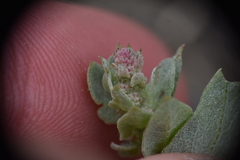 Atriplex truncata