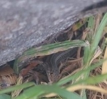 Trachylepis capensis