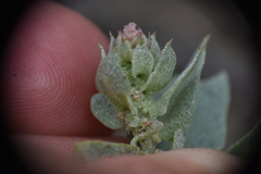 Atriplex truncata