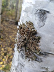 Melanohalea olivacea