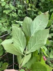 Euonymus latifolius