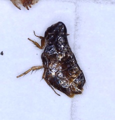 Siphonaptera