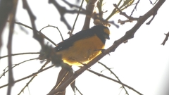 Euphonia chlorotica