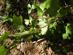 Ribes rubrum