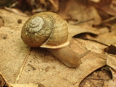 Neohelix albolabris