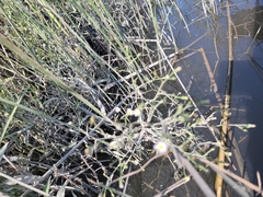 Symphyotrichum subulatum