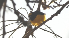 Euphonia chlorotica