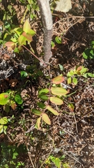 Rhus × borealis