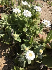 Leucheria tomentosa