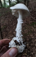 Amanita virosa