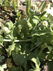 Leucheria tomentosa