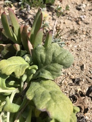 Leucheria tomentosa