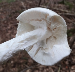 Amanita virosa