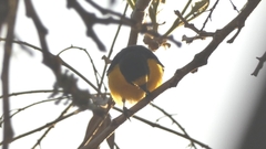 Euphonia chlorotica