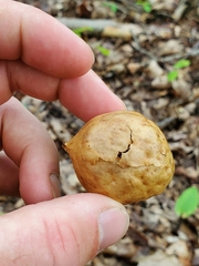 Amphibolips quercusinanis