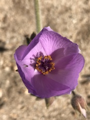 Cristaria glaucophylla