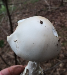 Amanita virosa