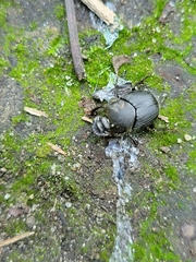 Onthophagus hecate