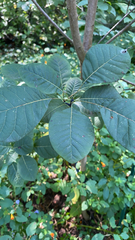 Chionanthus virginicus