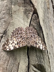 Hamadryas