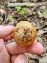 Amphibolips quercusinanis