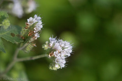Phacelia rupestris
