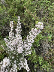 Erica canescens