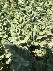 Cristaria glaucophylla