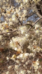 Eugenia dysenterica