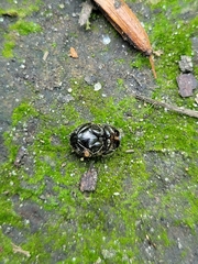 Onthophagus hecate
