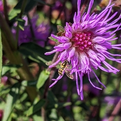 Sphaerophoria contigua