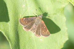 Piruna pirus