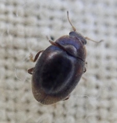 Rhyzobius chrysomeloides