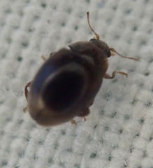 Rhyzobius chrysomeloides