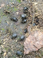 Onthophagus hecate