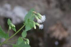 Brickellia grandiflora