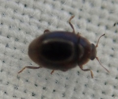 Rhyzobius chrysomeloides