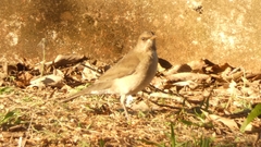 Turdus amaurochalinus