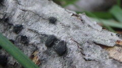 Hypoxylon fragiforme