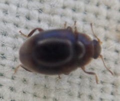 Rhyzobius chrysomeloides