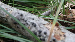 Hypoxylon fragiforme