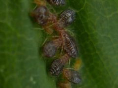 Periphyllus obscurus