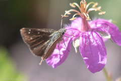 Piruna pirus