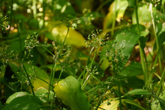 Allium ursinum