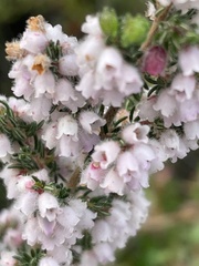 Erica canescens