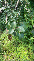 Pyrus communis