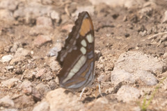 Adelpha eulalia