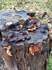 Gloeophyllum odoratum