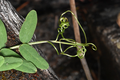 Vicia gigantea