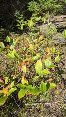 Viburnum cassinoides